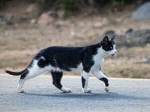 Black and white cat spiritual meaning