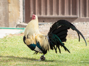 Rooster Crowing At Night Spiritual Meaning