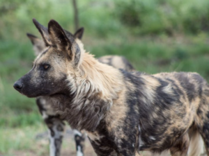 Hyena Spiritual Meaning