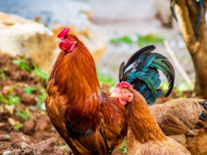 Rooster Crowing At Night Spiritual Meaning