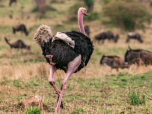 Ostrich Spiritual Meaning