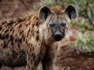 Hyena Spiritual Meaning