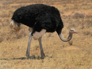 Ostrich Spiritual Meaning