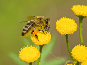 Honey bee spiritual meaning