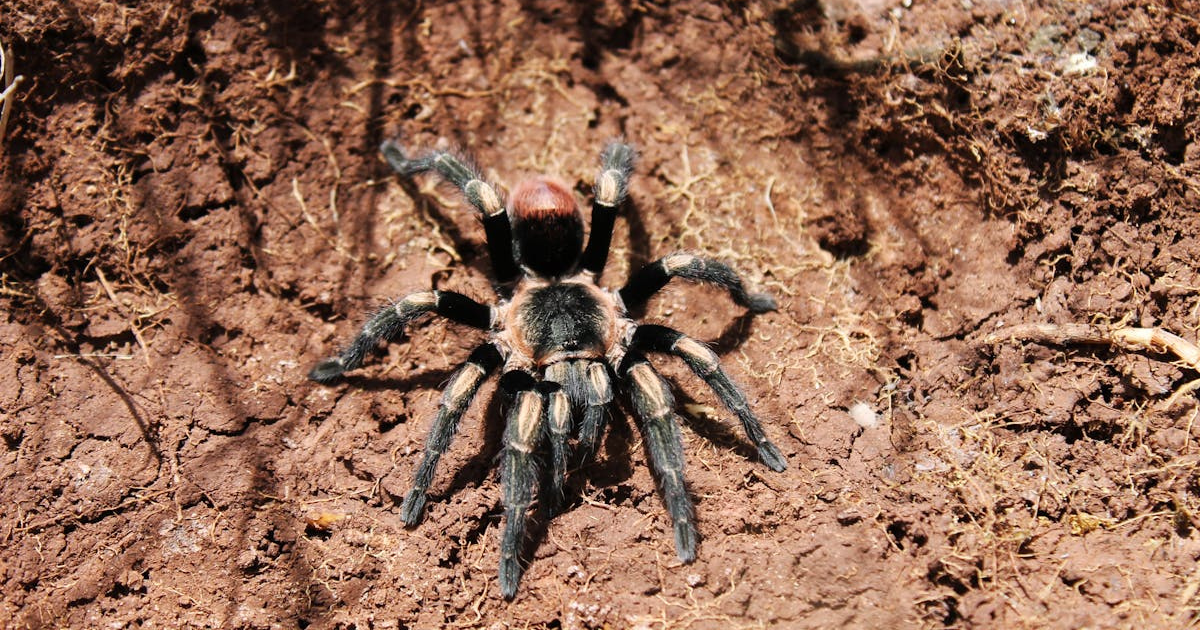 Spider Crawling On Me Spiritual Meaning - Spiritual Max