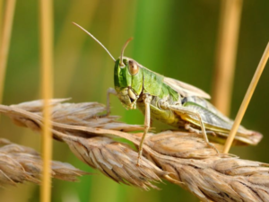 Spiritual Meaning of Grasshopper