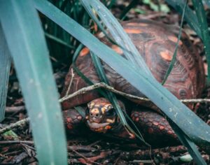 The Spiritual Meaning Seeing of a Turtle