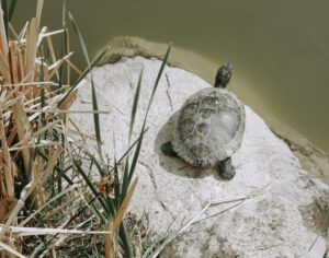 The Spiritual Meaning Seeing of a Turtle