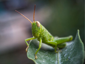 Spiritual Meaning of Grasshopper in Your Path