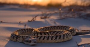  What does it mean to dream of a rattlesnake?