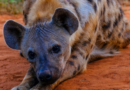 Hyena Spiritual Meaning