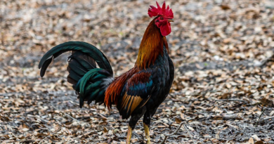 Rooster Crowing At Night Spiritual Meaning