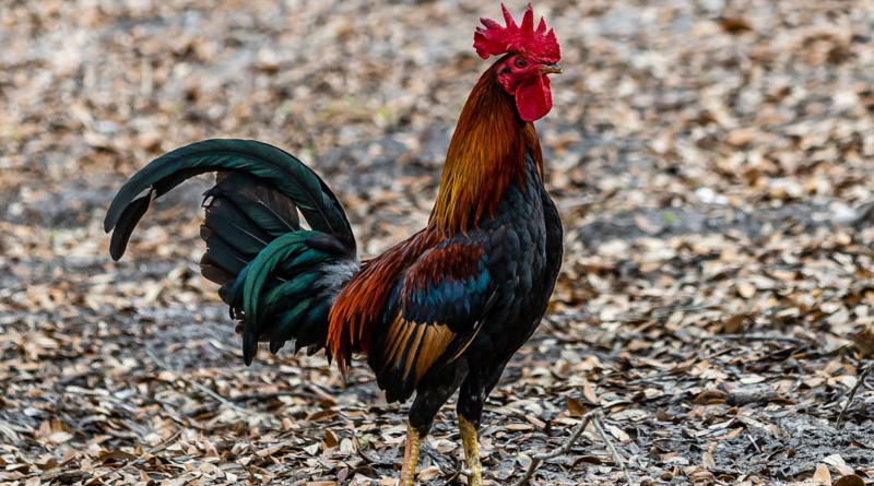 Rooster Crowing At Night Spiritual Meaning