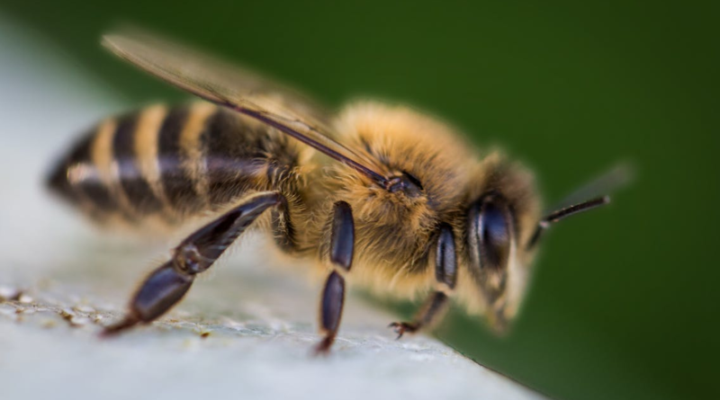 Honey bee spiritual meaning