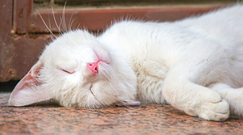 Spiritual Meaning Of White Cats