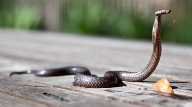 Spiritual Meaning of Cobra