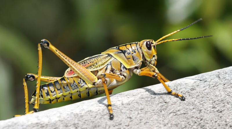 Spiritual Meaning of Grasshopper