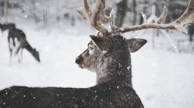 Spiritual meaning of seeing a deer