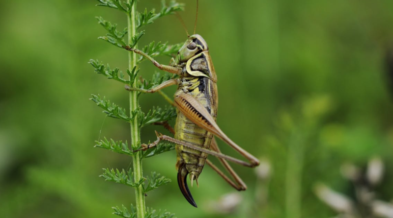 Spiritual Meaning of Grasshopper in Your Path