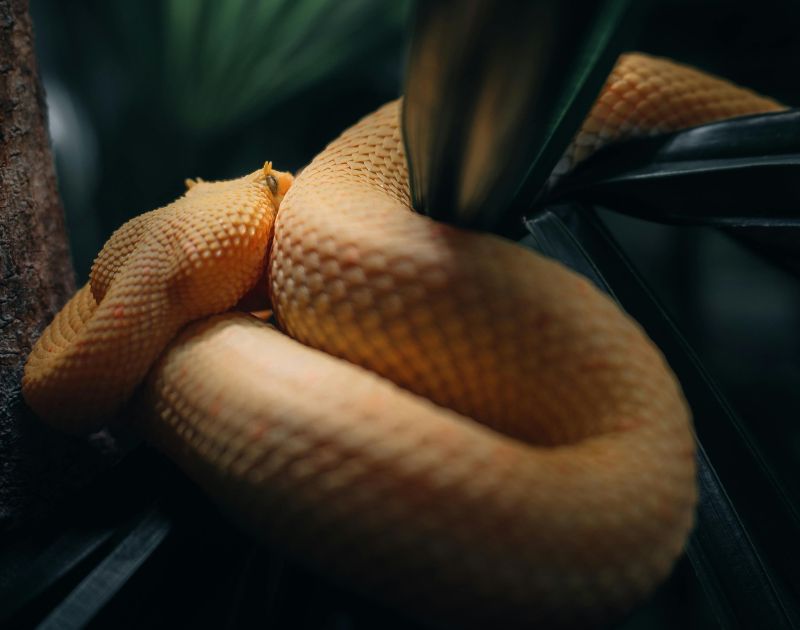 6 signs dreaming of snakes attacking temptation or transformation